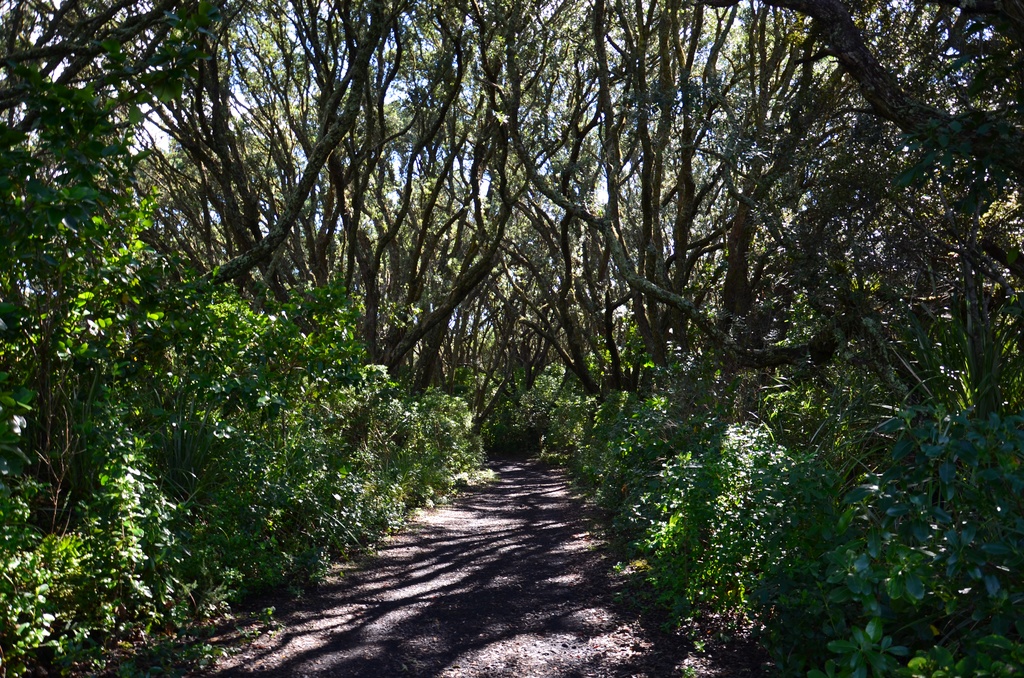 2017-03 New Zealand/Rangitoto/DSC_0141.JPG